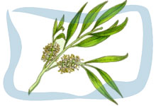 Tea tree essential oil