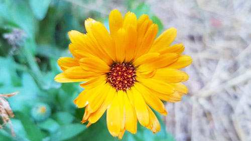 Calendula